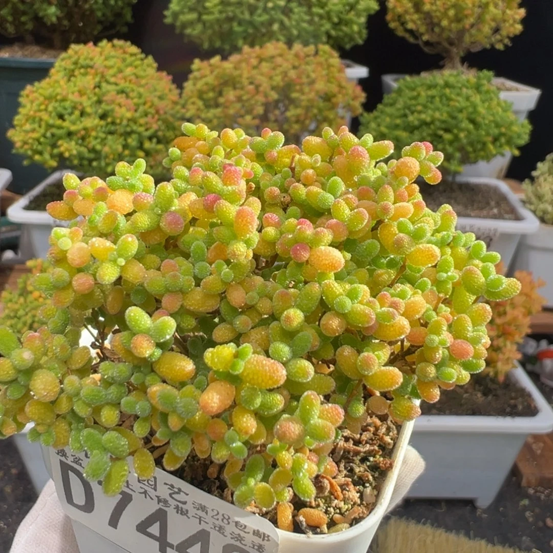 D7448蜜桔一物一拍