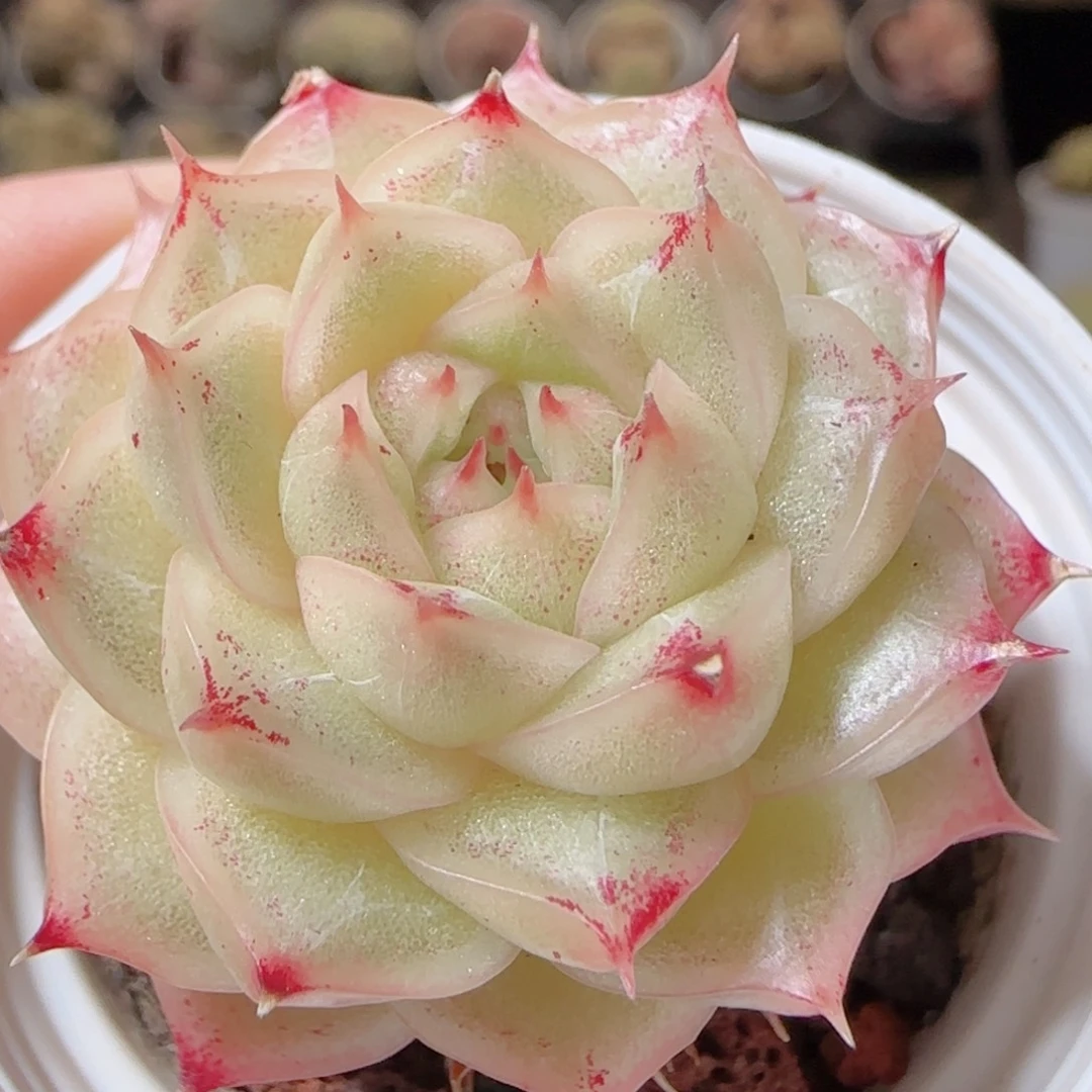 花语多肉1224-225