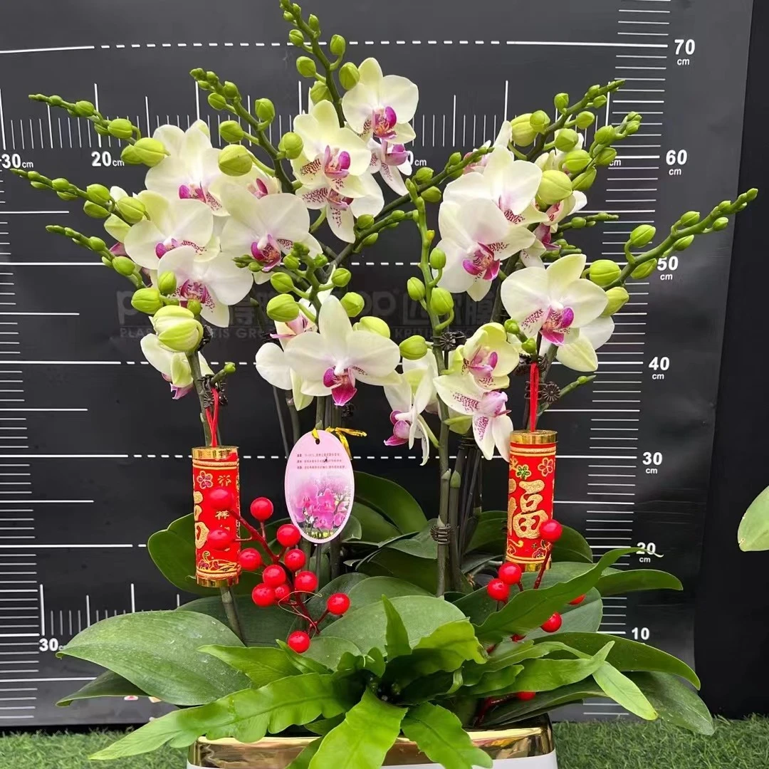 蝴蝶兰【绿熊】2.8寸杯开花株  带花带花苞默认发单剑
