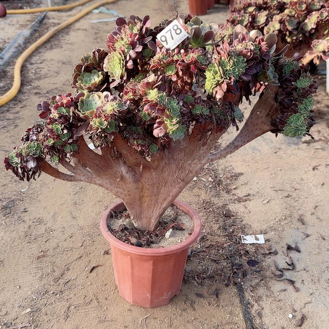 978欧紫朵朵一颗呀呀