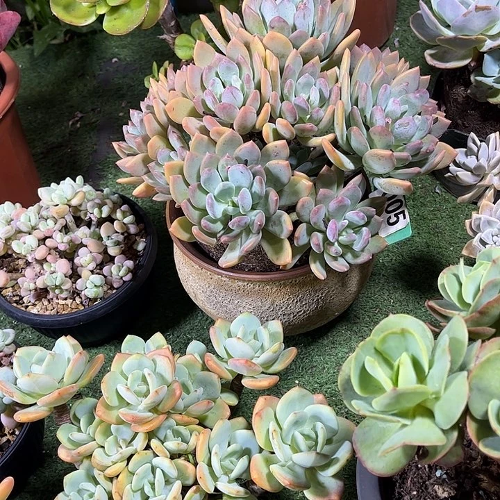 、***草灰姑娘多肉植物保护005