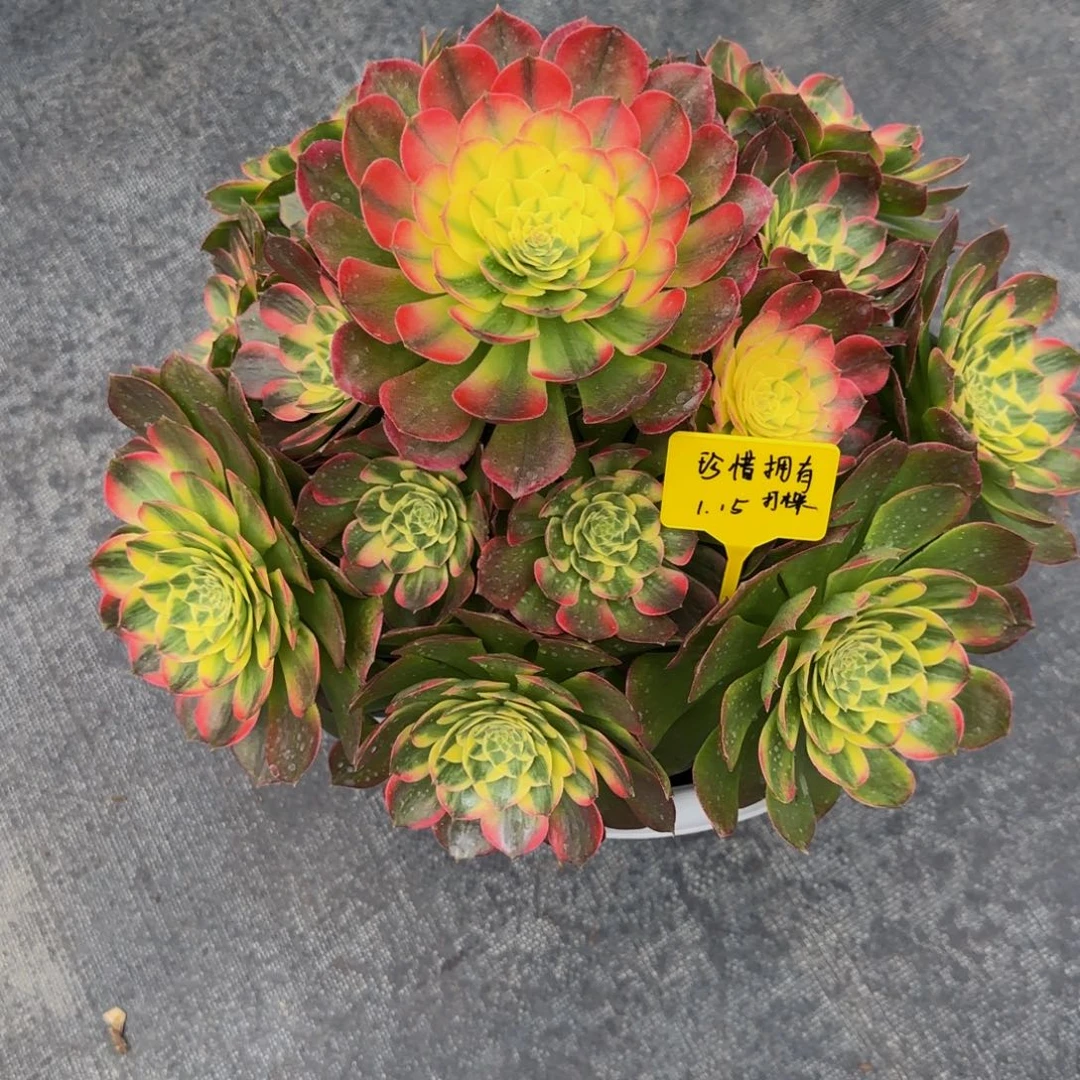 海王法师8888888800