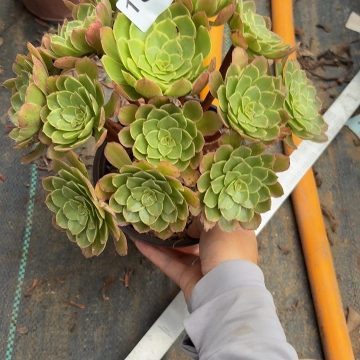 莲花座多肉植物不包损189