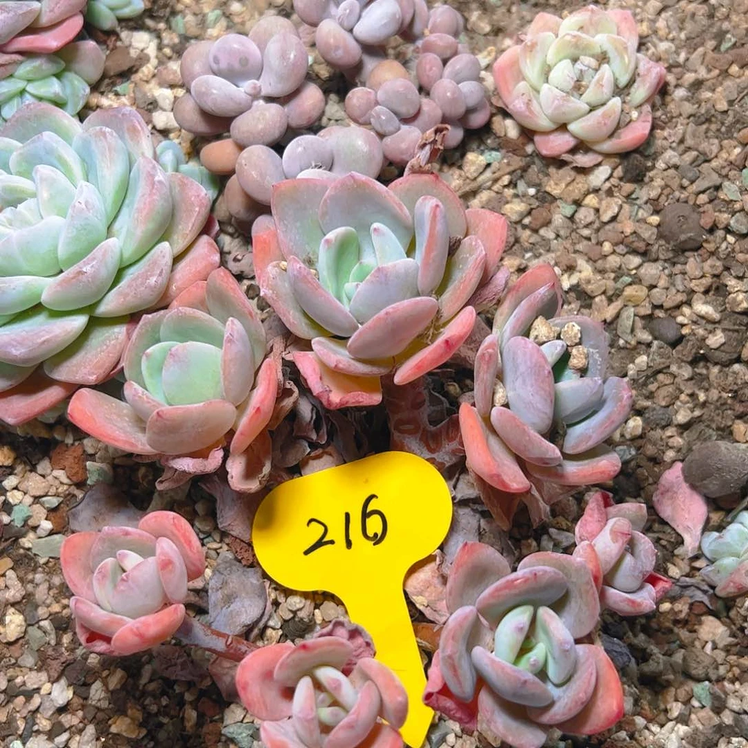 七头白月光216号一物一拍