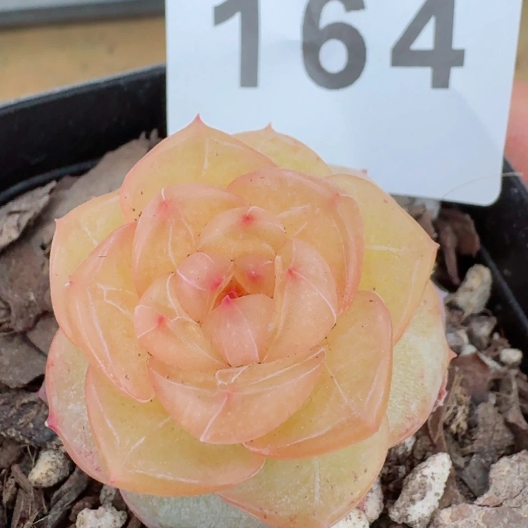 玛瑙珍妮         精品多肉