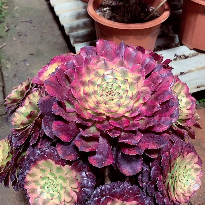 甜*野月蝉捧花，多肉植物