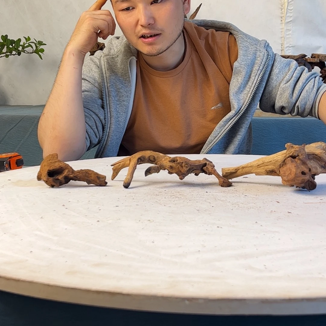 沉木造景寄居蟹造景