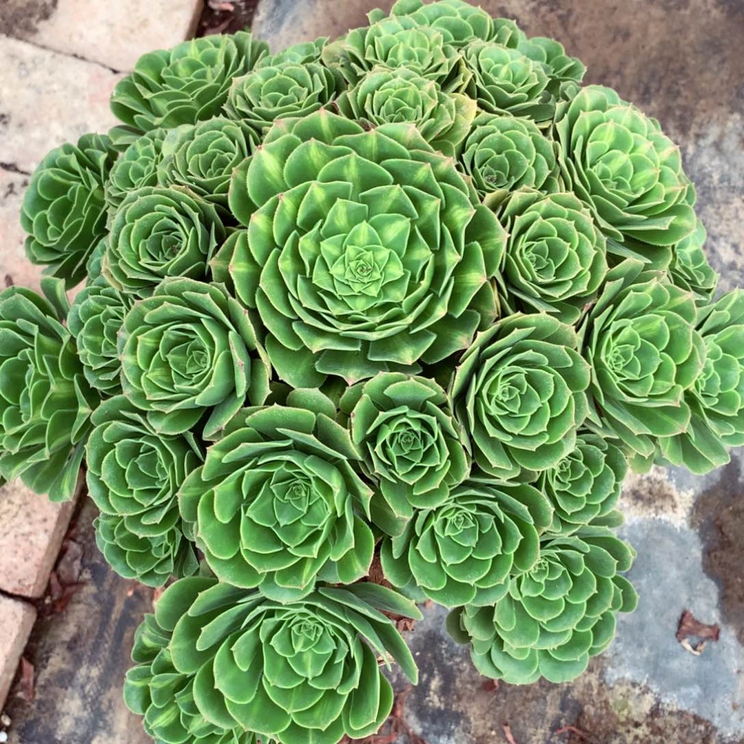 琉璃大捧花，多肉植物
