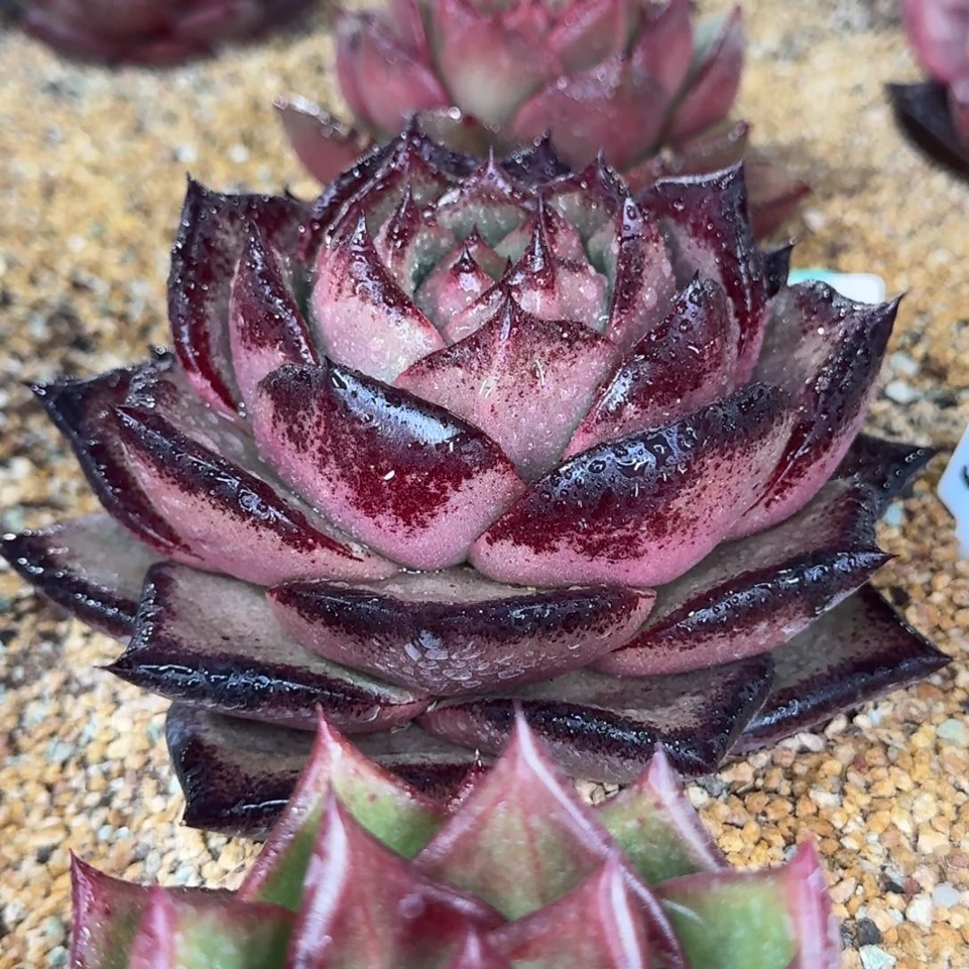 从前慢多肉精选编号1229.148