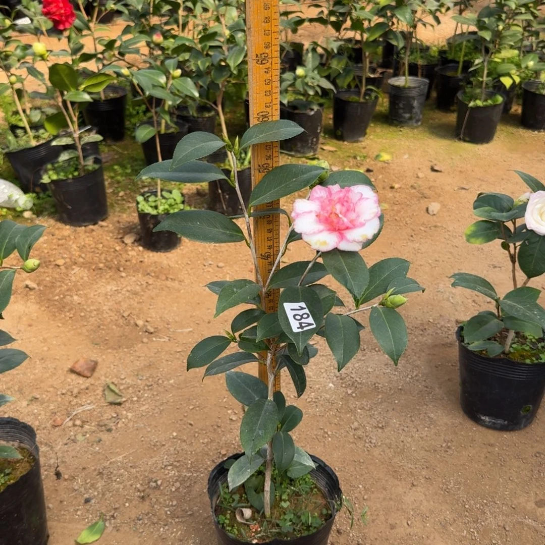 少量花朵（建议范围：2朵-5朵 或40%以下）184酒中花