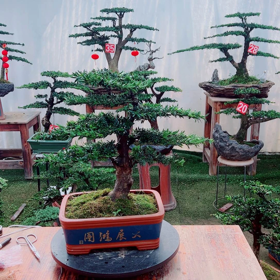 小老桩米叶罗汉松