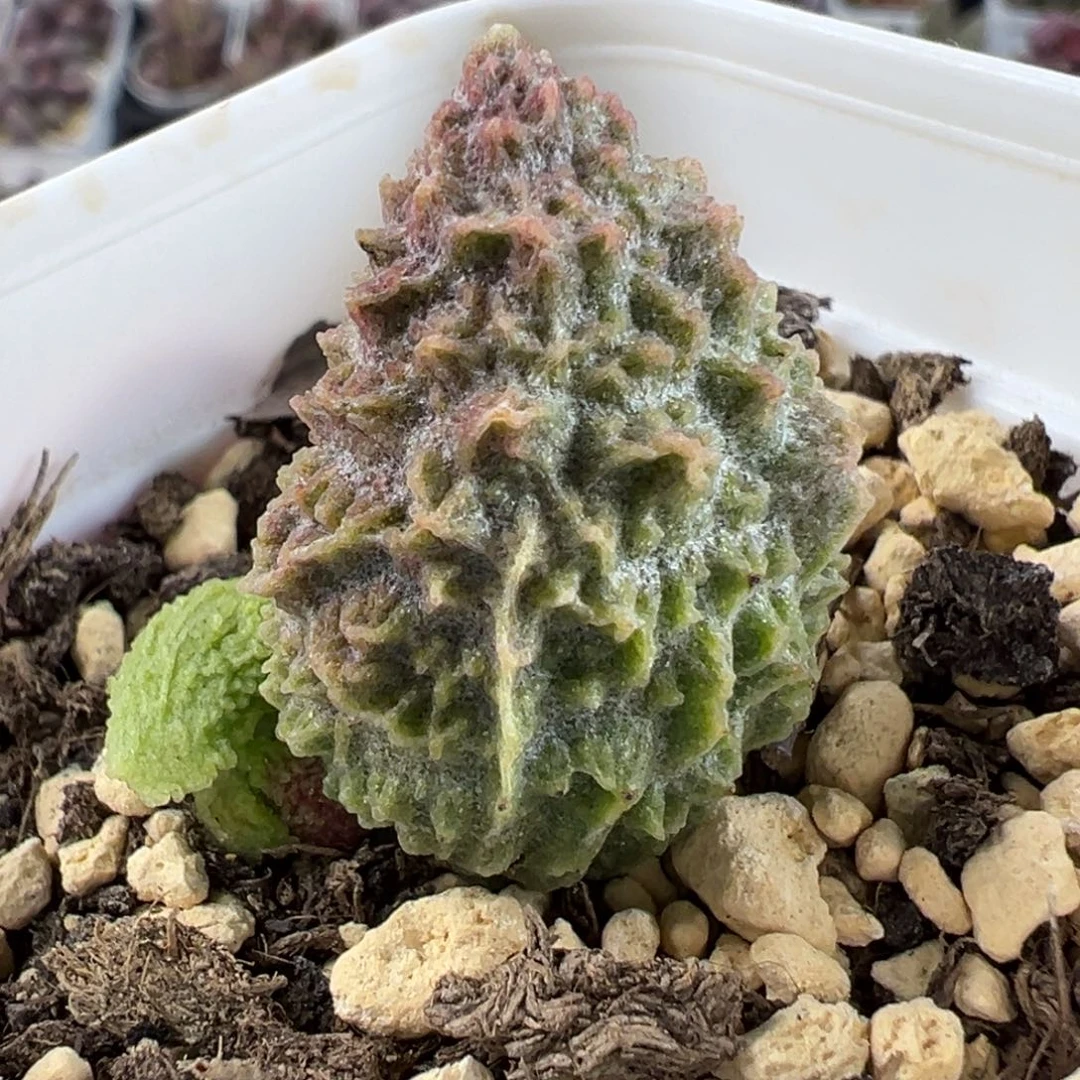 实生底叶苗纹路款多肉植物水泡