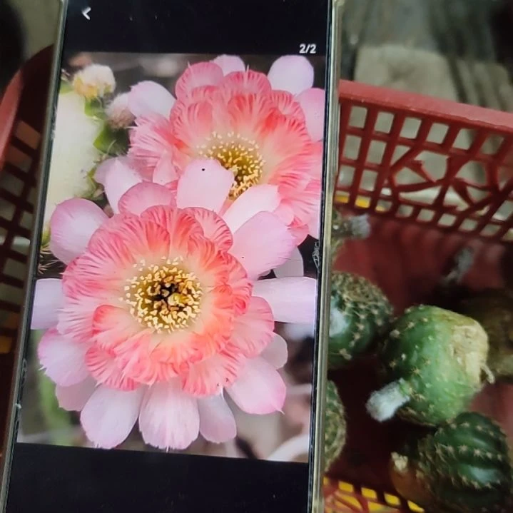 仙人球丽花3-111侧芽3公分左右