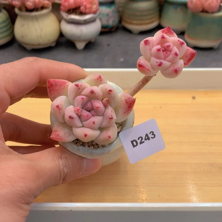 一物一拍满38包邮D243