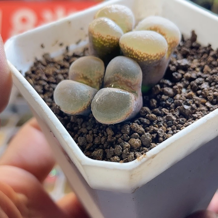 佳人园艺多肉生石花帕法德118