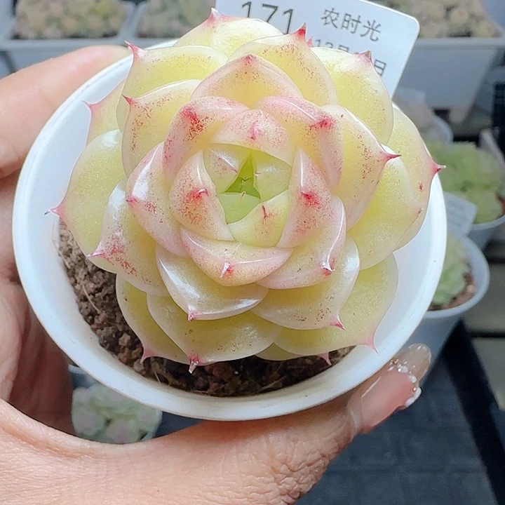 1210-171ppt-120麦杆