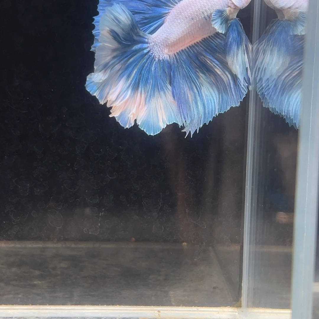斗鱼18号蓝天白云花瓣特价