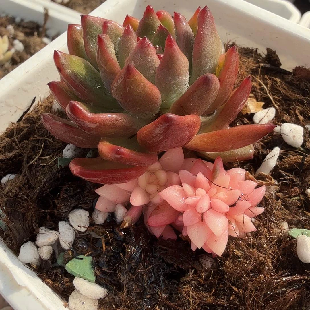 拉菲锦阴阳多肉植物