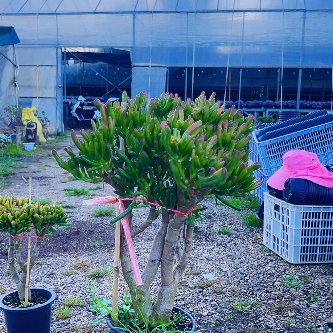 1号吸财树不带盆好养活