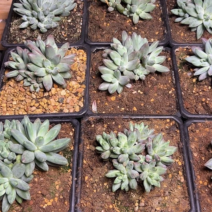 蔬**子8颗乌拉尼亚，一物一拍