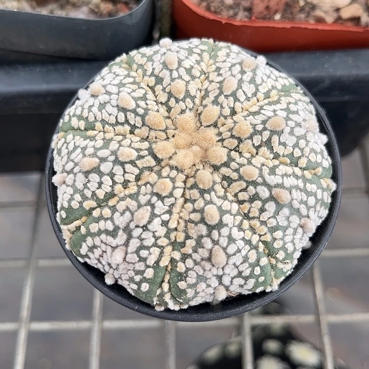 我也不知道我为什么要这样