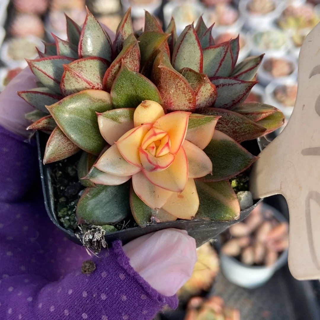 1072麒麟座锦多肉植物保护