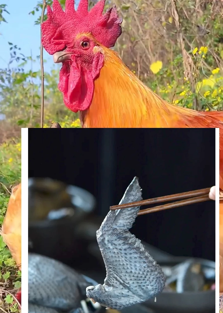 云南高山散养九斤红土乌鸡好吃鲜嫩生鲜包邮