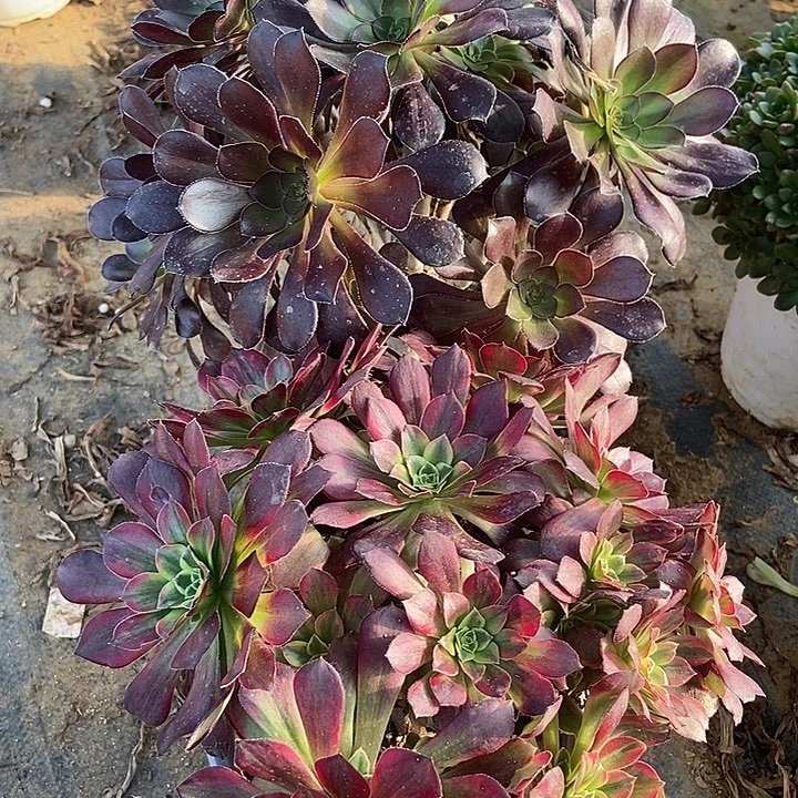 无主头 厚圆叶安娜朵朵364不包断