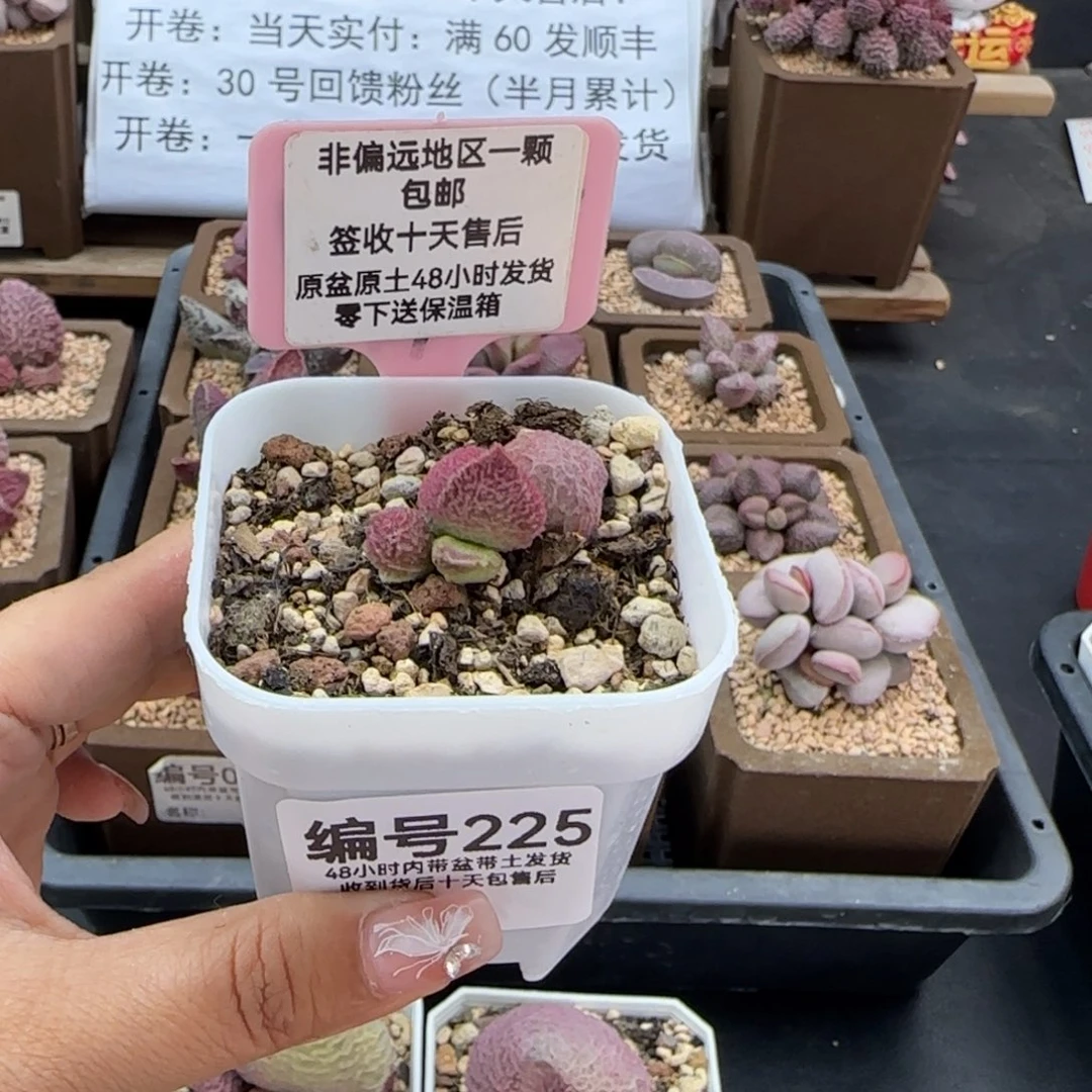 225巨猪宝多肉植物