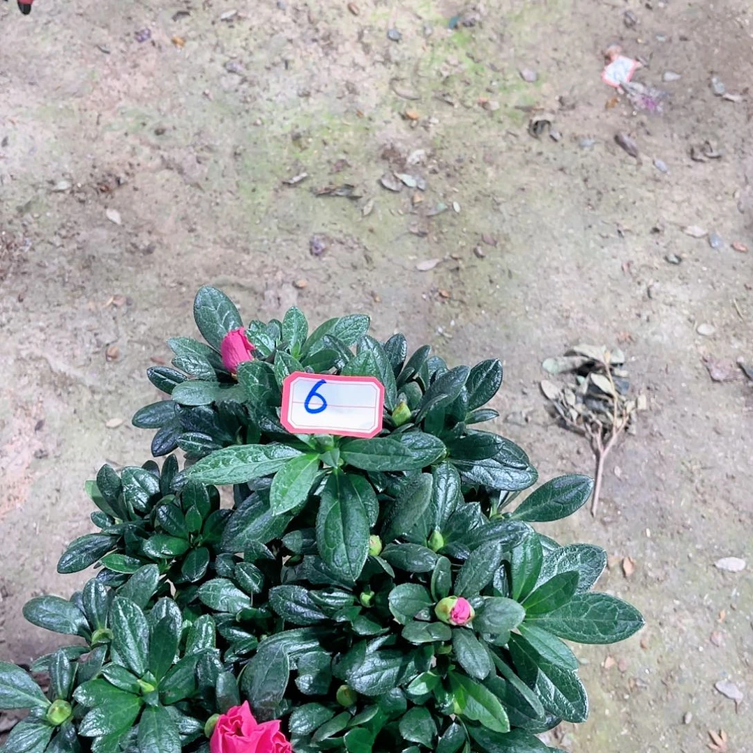 完全开放杜鹃花四季开花，6