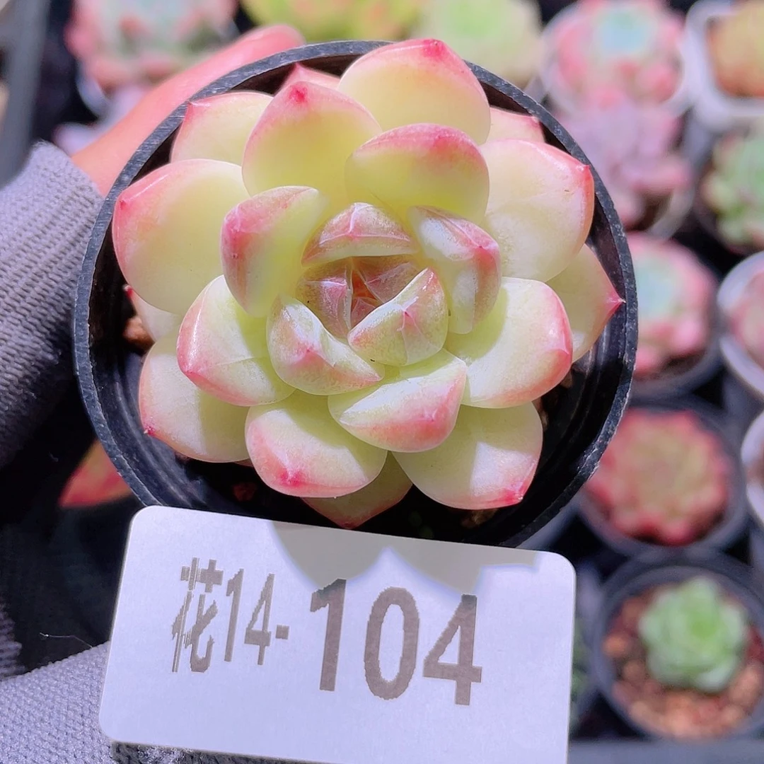 花利美14-104新品