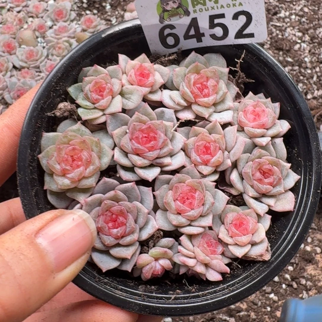 多肉植物多肉植物