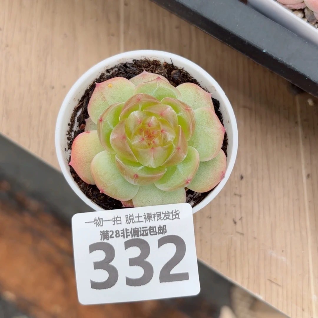 黄萤石单头无盆土发货