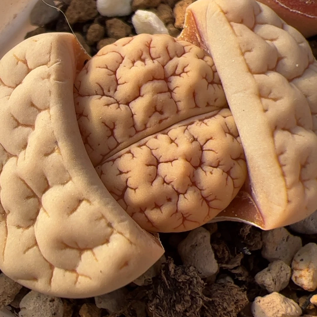 189多肉植物荒玉