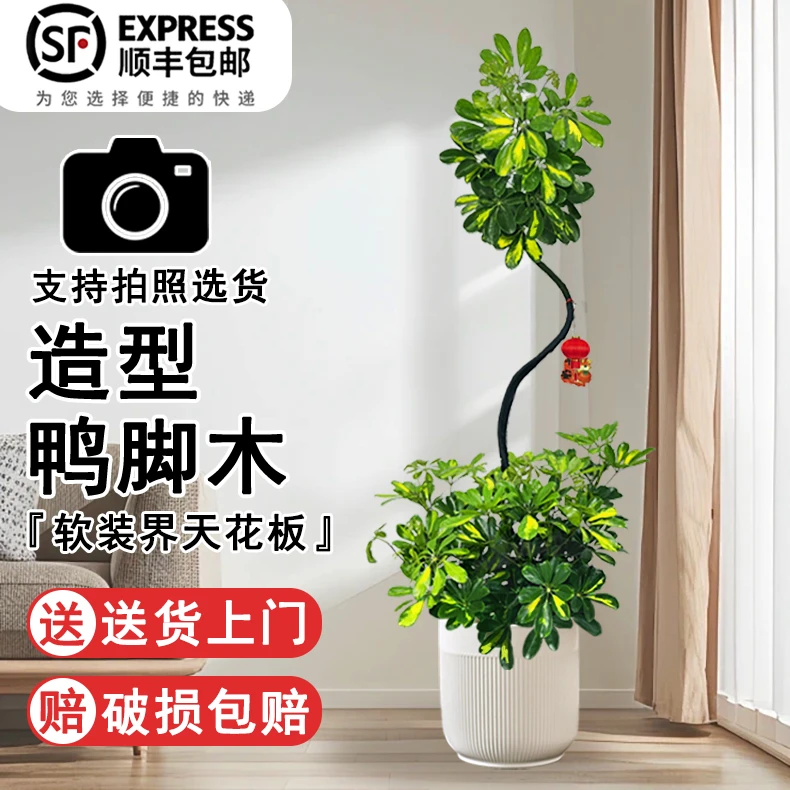 花叶网红鸭脚木黑布S弯造型款