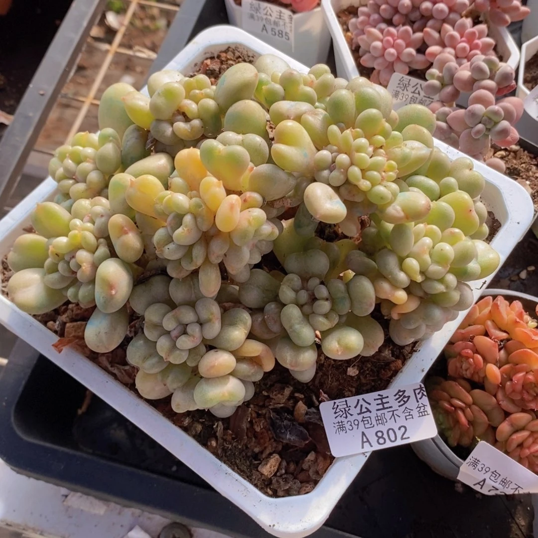 比尔盖茨15cm802多肉植物