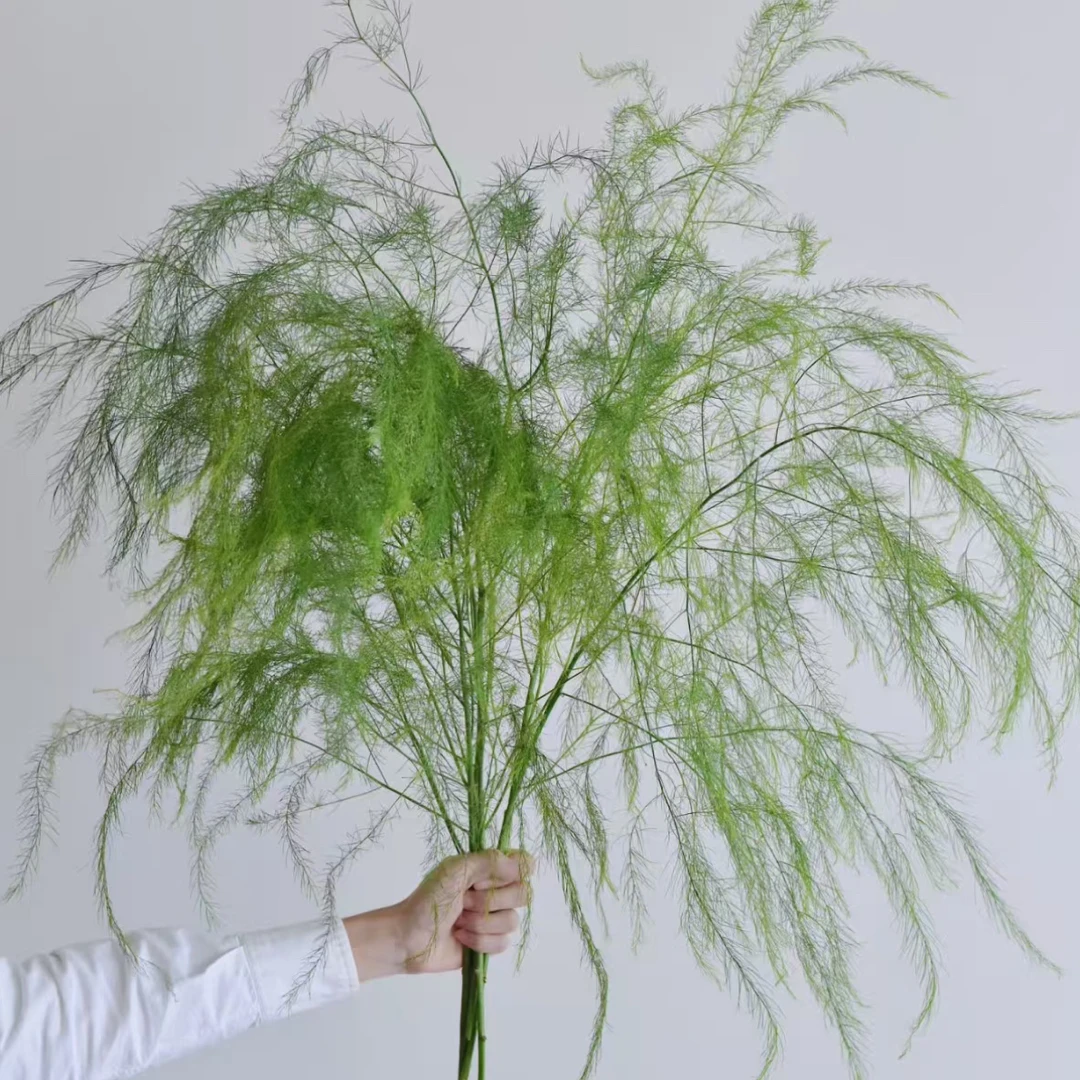 云南基地直发卢寻草网红配叶花店摆摊常用配草 任意两单顺丰