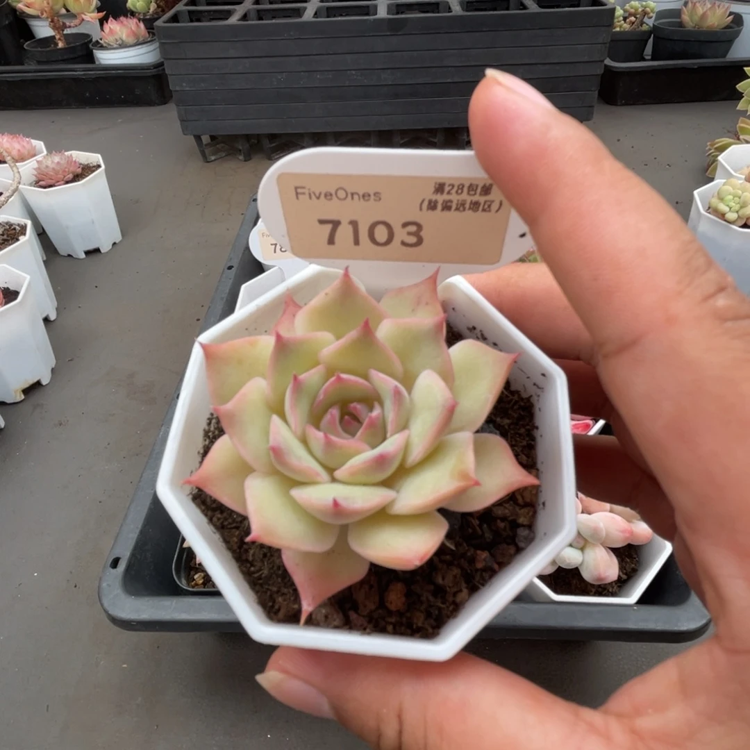 7103粉色提示5.0厘米