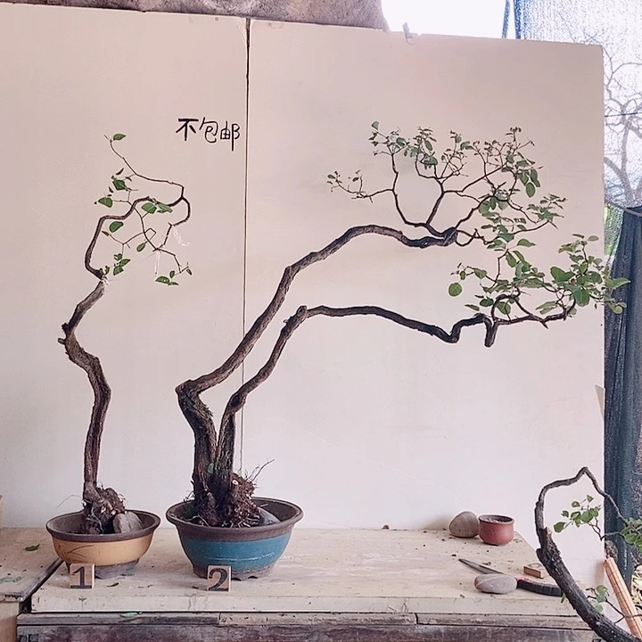 完全开放黄栌生桩