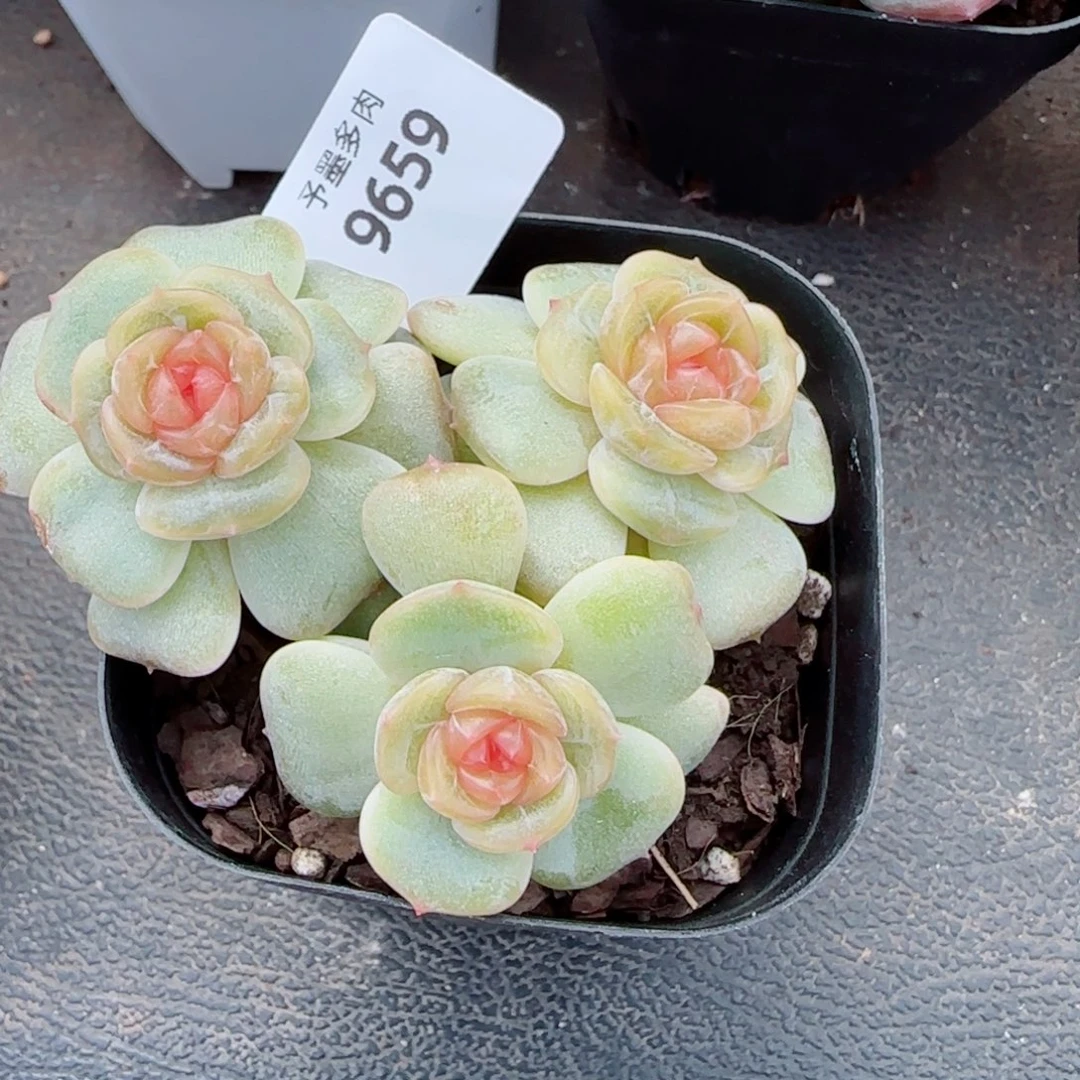 彩恋，9659多肉植物