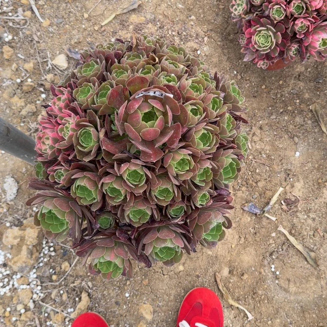 余*…3138妖月多肉植物