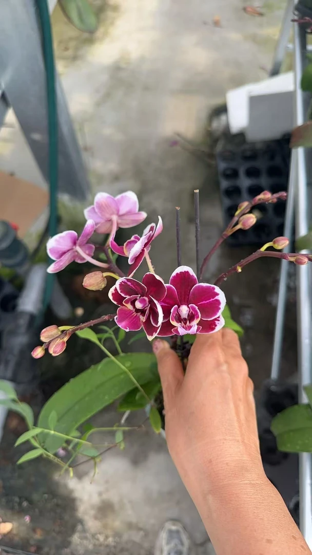 【黑牡丹】蝴蝶兰苗子3.0杯带花剑易分枝花量大中大花叶片微瑕