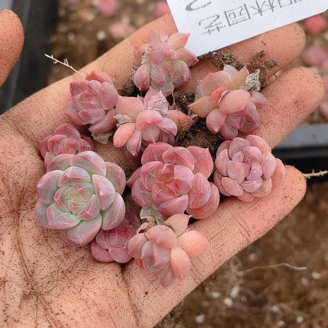 多肉植物多肉植物642