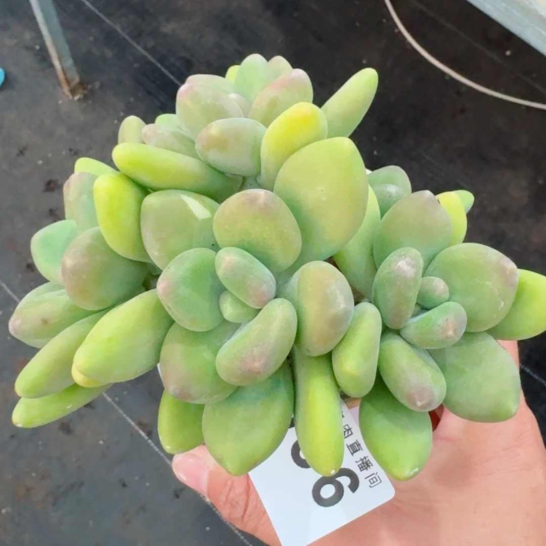 芒果奶      愿你一路坦途，乘风破浪展宏图