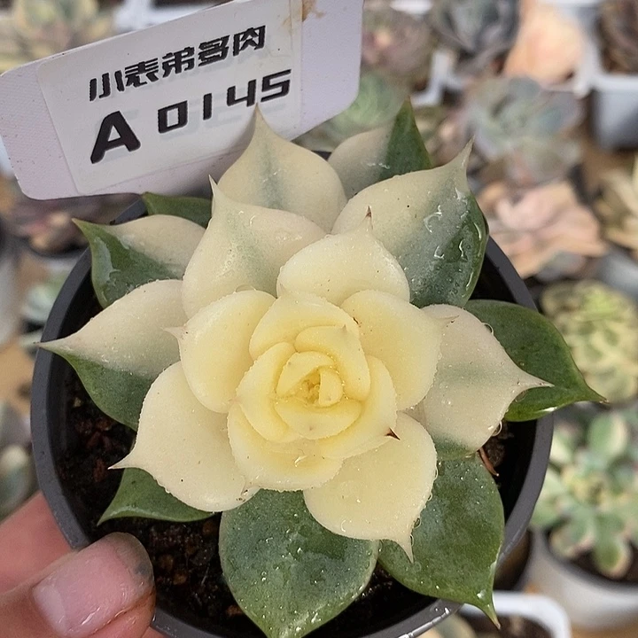 145贝加尔湖哈哈哈哈