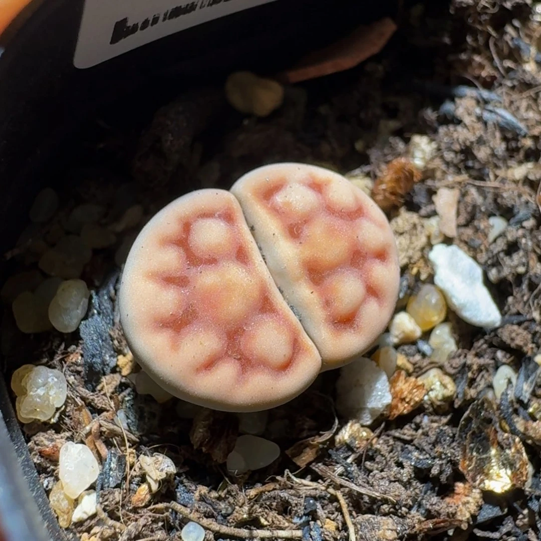 Ssss精品生石花328