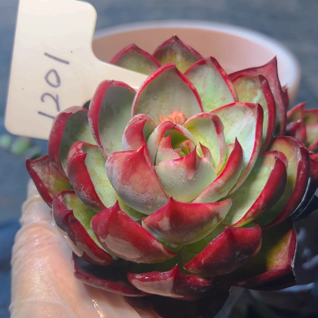 初*惊鸿仙子一物一拍1201号