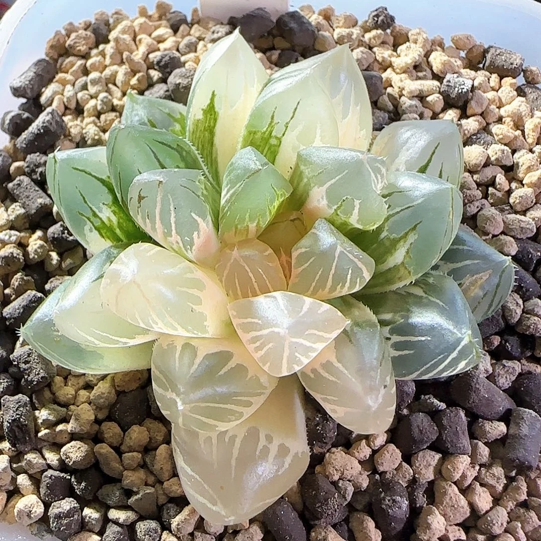 091号霓虹灯一物一拍带盆土