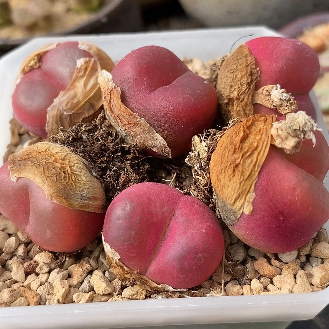 母本红宝石1颗。