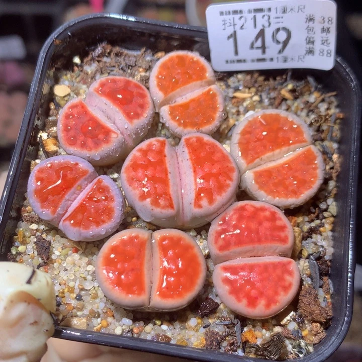 精品生石花213.149朱唇